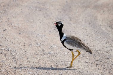 Afrotis afraoides in the middle of a gravel road in etosha national park, namibia