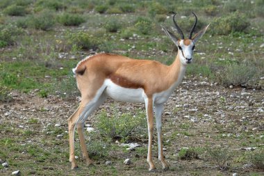 Etoşa Milli Parkı 'nda Springbok (Antidorcas marsupialis)