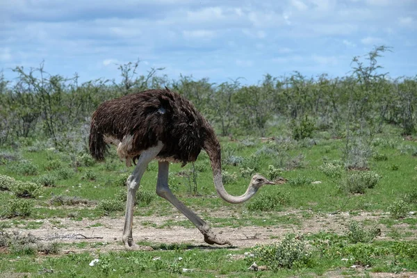 Ostrich Etosha National Park Namibia — Stock Photo, Image