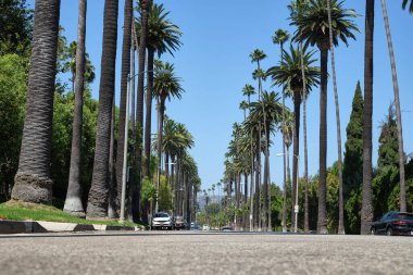 Beverly Hills 'teki ünlü Palm Tree Caddesi, Kuzey Santa Monica Bulvarı ve Sunset Bulvarı, Los Angeles, California arasında.