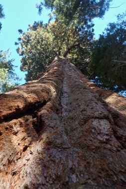 ABD 'nin Kaliforniya eyaletindeki Sequoia Ulusal Parkı' nda bulunan dev bir sekoya ağacının gövdesi ve kabuğu.