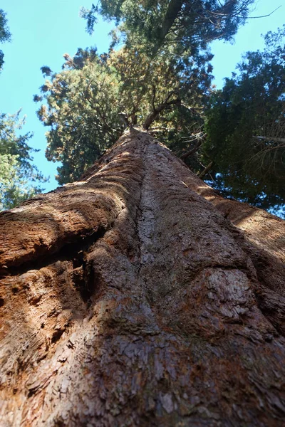 Detalhe Det Tronco Casca Uma Sequóia Gigante Parque Nacional Sequoia — Fotografia de Stock