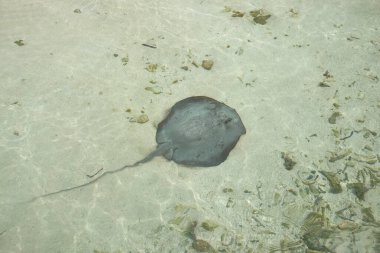 Kıyıya yakın Stingray Deniz Yaşamı Ray Balığı