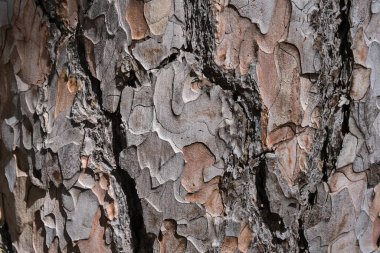 Ağaç kabuğuna yakın plan, bir çam ağacının gövdesinin arka plan dokusu
