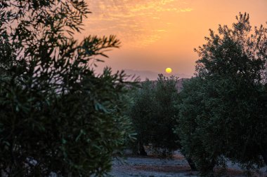 Endülüs 'te gün batımında zeytin tarlaları. İspanyol tarımı. Endülüs manzarası