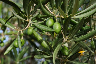 Yeşil zeytinli bir zeytin dalının detayları, Akdeniz tarlaları