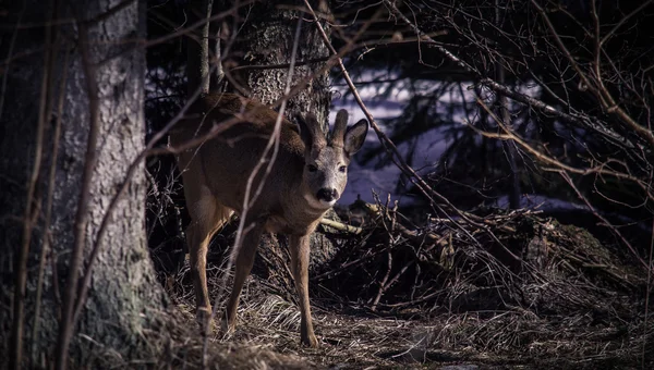 Cerf regardant la caméra — Photo