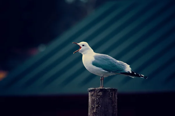 Martı — Stok fotoğraf