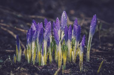 İlkbahar yaz çiçek