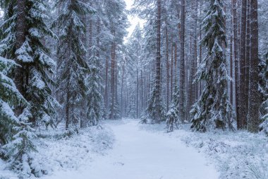 Kış orman Finlandiya, Europe.