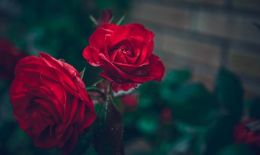 Yağmurdan sonra kırmızı gül