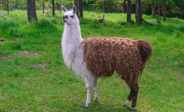 Lama — Stockfoto