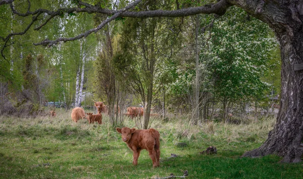 Vaca de montaña escocesa —  Fotos de Stock