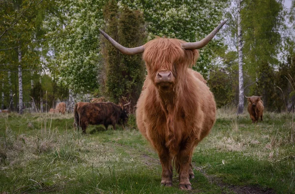 Scottish Highland vacă — Fotografie, imagine de stoc