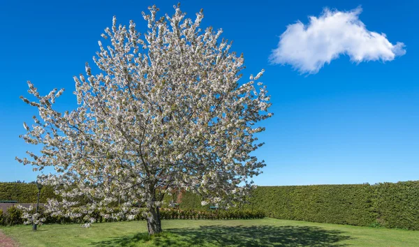 Pommier en fleurs dans un parc ensoleillé Image En Vente