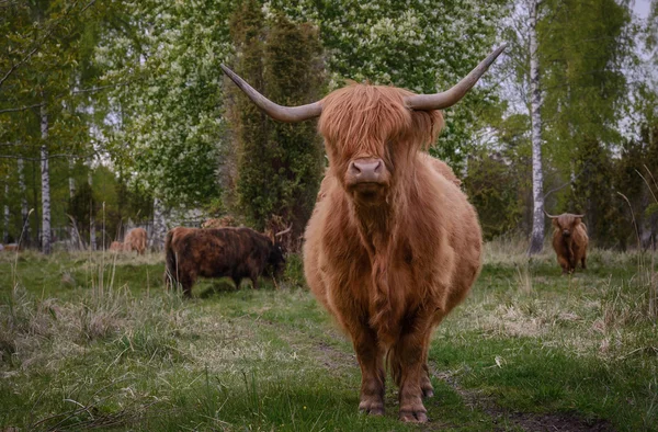 Vache écossaise des Highlands Image En Vente