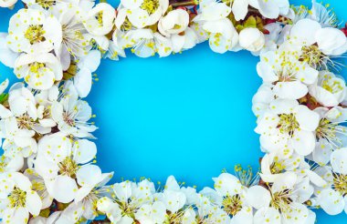 Kayısı çiçeği mavi izole çerçevesinden