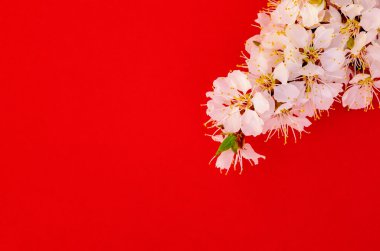 Kayısı dalı ile izole kırmızı çiçeği