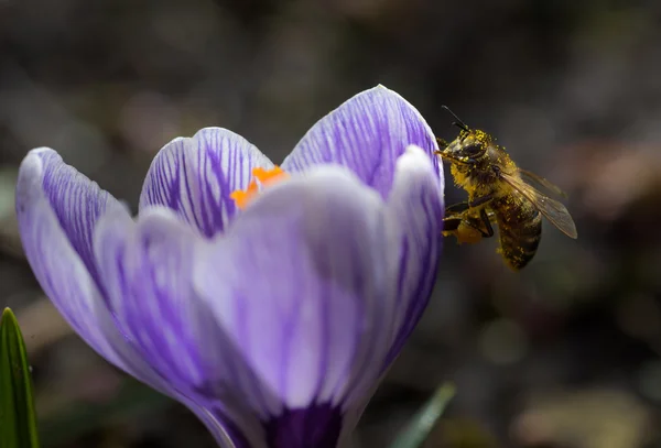 Arı pollinating çiçekler