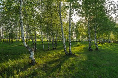 Baharda huş ağacı ormanı