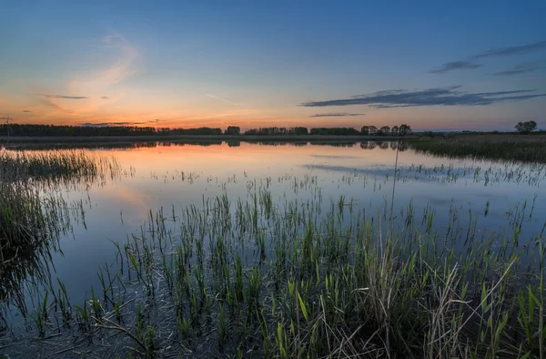 Трава, растущая в воде — стоковое фото