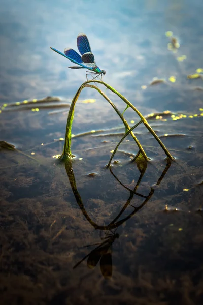 Libelle auf einem Ast — Stockfoto