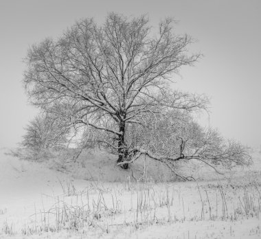 Yalnız ağaç bir tarlada duruyor