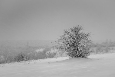 Yalnız ağaç bir tarlada duruyor