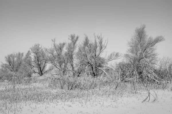 Naturen i svart-hvitt – stockfoto