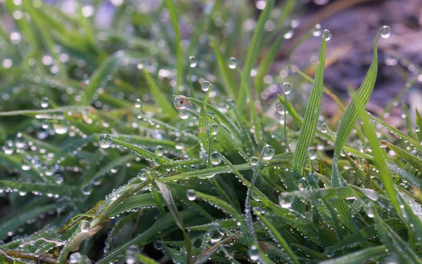 Drops of dew on the grass.Large drops of dew hang on a blade of grass.Crystal drops of dew.Blurred background. Depth of field.Beautiful bokeh of dew drops.Dew in the sun.Macrocosm.Morning moisture.