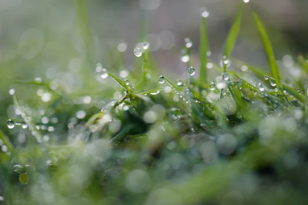 Drops Dew Grass — Stock Photo, Image