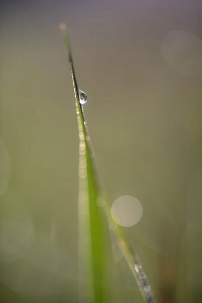 Drop Dew Grass — стоковое фото