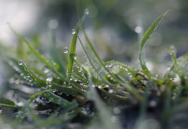 Drops of dew on the grass.Large drops of dew hang on a blade of grass.Crystal drops of dew.Blurred background. Depth of field.Beautiful bokeh of dew drops.Dew in the sun.Macrocosm.Morning moisture.