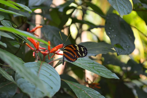 Butterfly nära blomma — Stockfoto