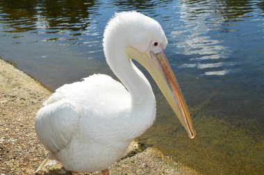 Nehri üzerinde beyaz Pelikan