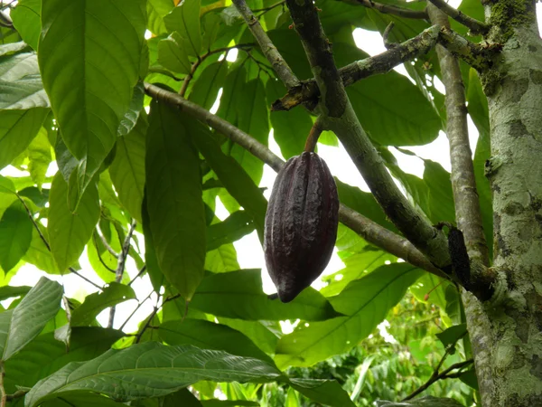 Cacao vrucht — Stockfoto