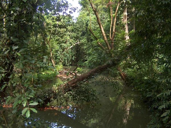 Tropiska floden på krabi söder om thailand — Stockfoto