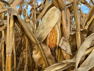 Mısır tarlasındaki bir mısır bitkisinin yapraklı ambalajında koçandaki tamamen olgunlaşmış mısırın ayrıntıları. Arka planda, diğer mısır bitkilerinin diğer parçaları ve kısmen mavi gökyüzü görülebilir. Hasat zamanı..