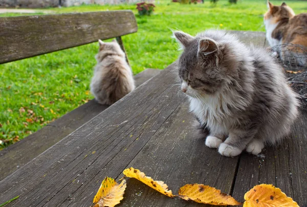 Trzy Puszyste Koty Jesienią Siedzieć Drewnianym Stole Ławce Tle Zielonego — Zdjęcie stockowe