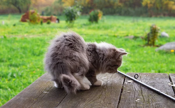 Grå Fluffig Kattunge Står Ett Träbord Gatan Mot Bakgrund Grönt — Stockfoto