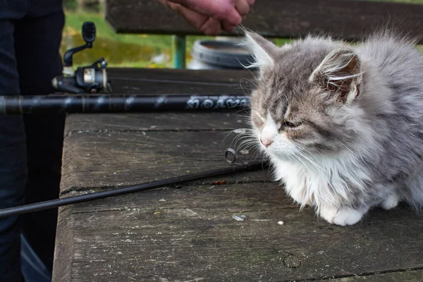 Pequeño Gatito Gris Esponjoso Con Una Cara Blanca Sienta Una —  Fotos de Stock