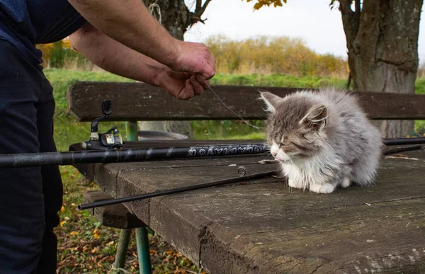 Pequeño Gatito Gris Esponjoso Con Una Cara Blanca Sienta Una —  Fotos de Stock