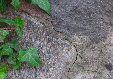 Şehir sokaklarında duvarcılığın arka planında yeşil sarmaşık