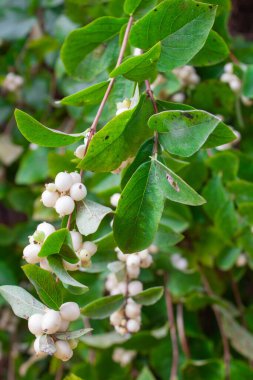 Süslü bitki Pamuk Prenses şehir sokaklarında yetişiyor.