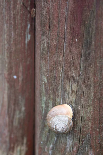 Escargot Sur Les Planches Bois Clôture Sur Une Rue Ville — Photo