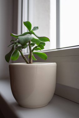 Pencere kenarında beyaz bir tencerede küçük bir sulu