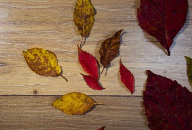 Odadaki lamine zeminde renkli sonbahar yaprakları