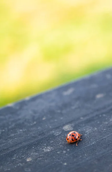 A ladybug crawls along a black fence against a background of blurred grass