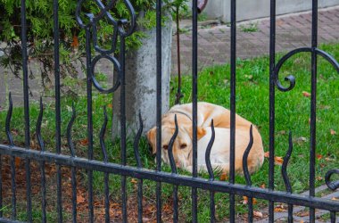 Köpek siyah parmaklıkların arkasındaki çimlerin üzerinde yatıyor.