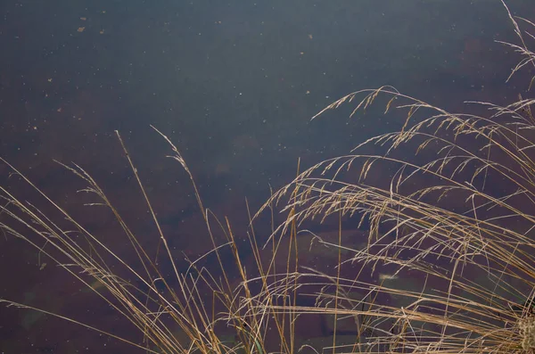 Gelbes Gras Frühen Morgen Gegen Dunkles Wasser — Stockfoto